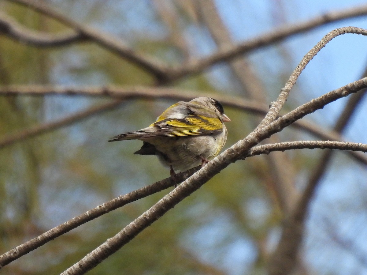 Lawrence's Goldfinch - Dan O'Brien