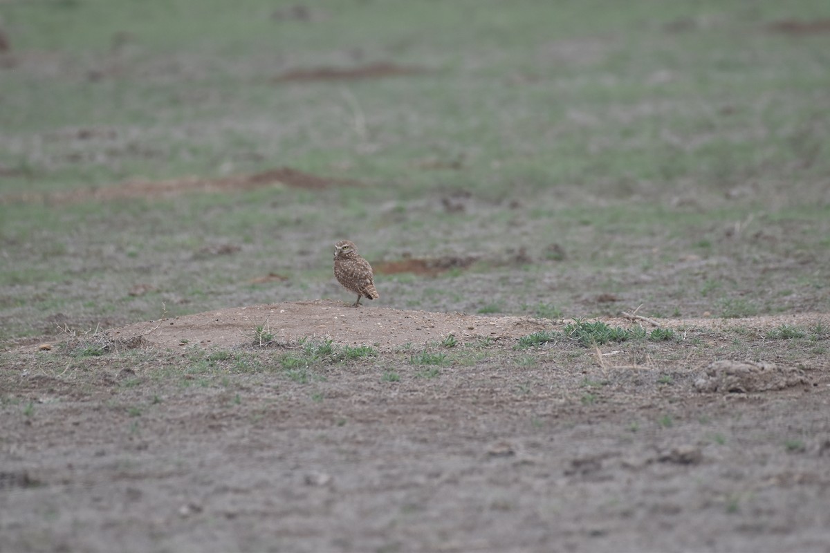 Burrowing Owl - ML464194621