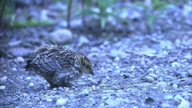 Spruce Grouse (Spruce) - ML464195