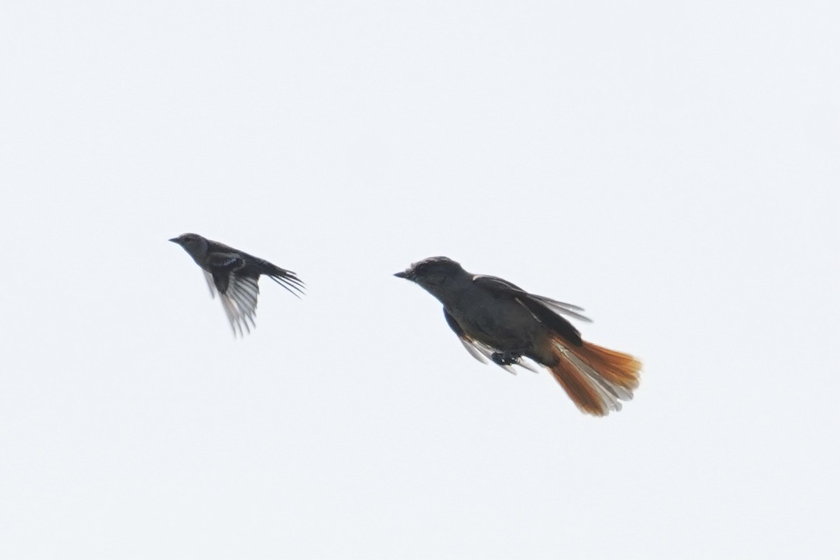 Siberian Jay - Daniel Winzeler