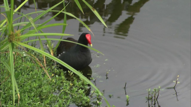 Common Gallinule - ML464196