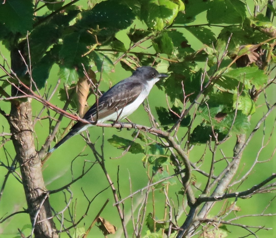 Eastern Kingbird - ML464196071