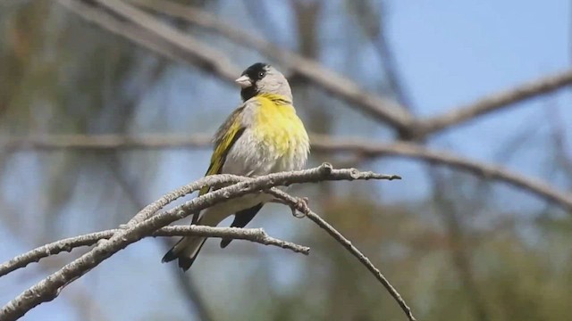 Lawrence's Goldfinch - ML464196081