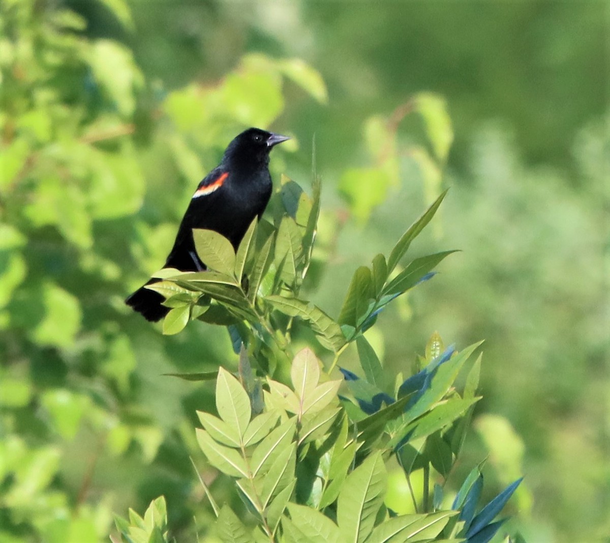 Red-winged Blackbird - ML464196281