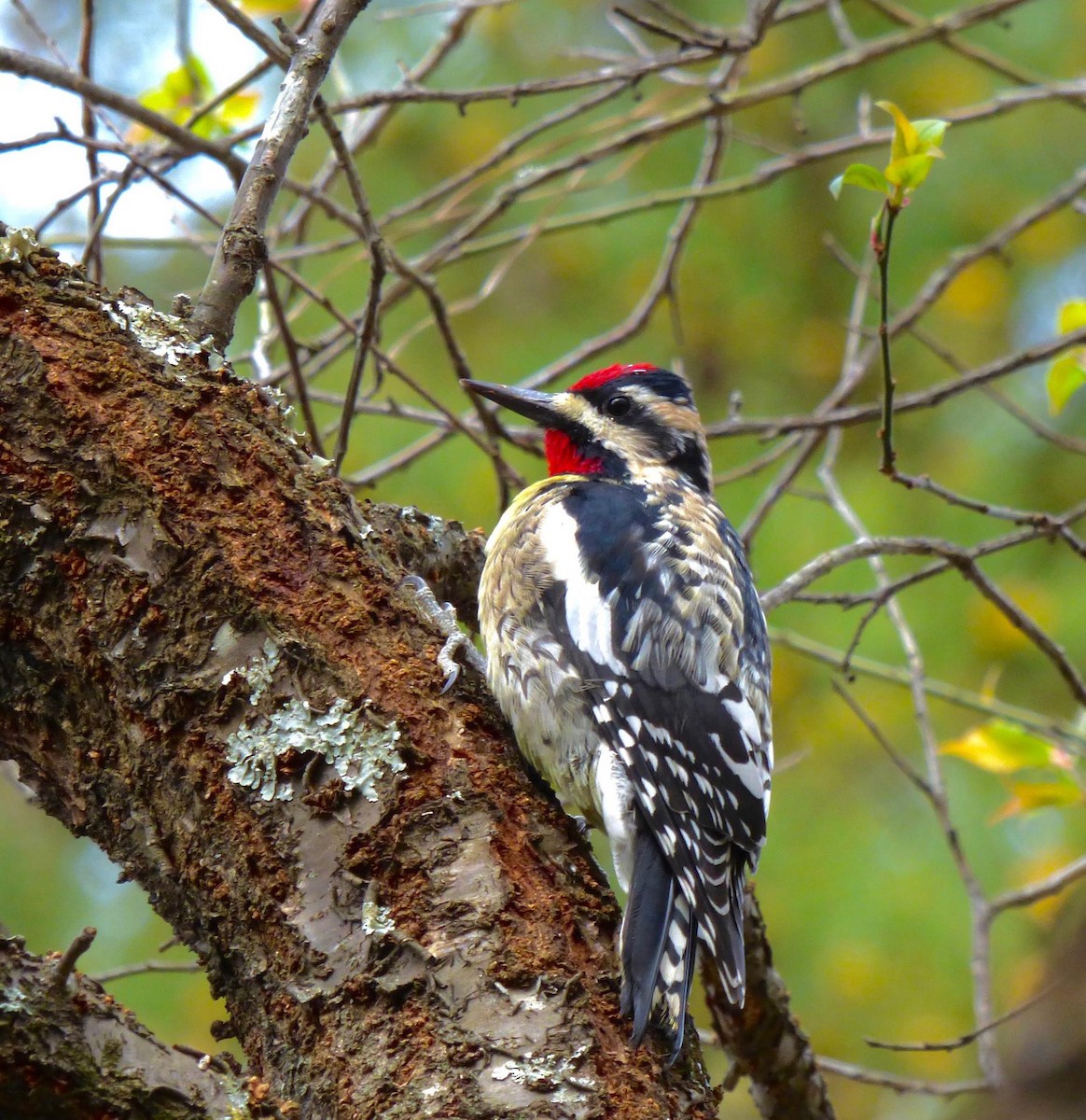 Yellow-bellied Sapsucker - ML464198531