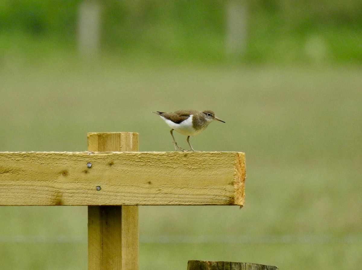 Common Sandpiper - ML464199111