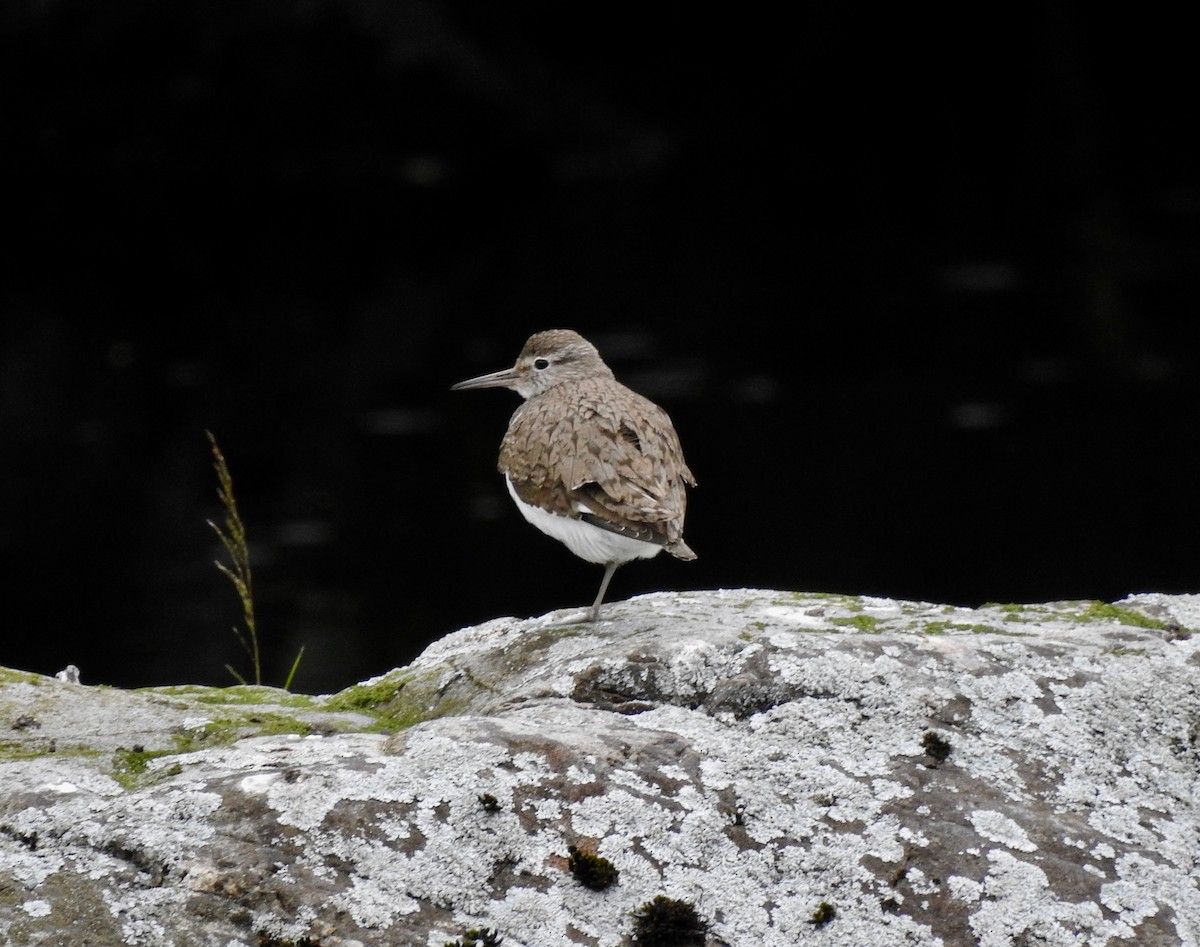 Common Sandpiper - ML464199271