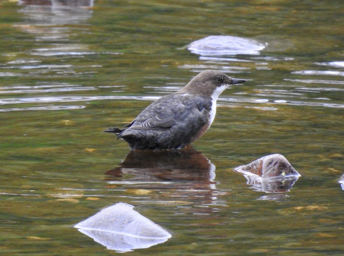 White-throated Dipper - Jonathan  Dean