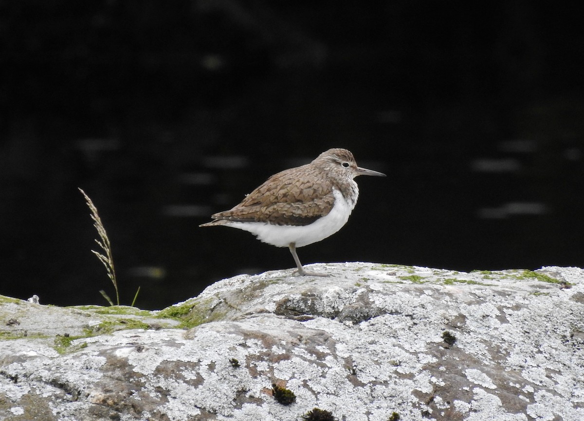 Common Sandpiper - ML464199511