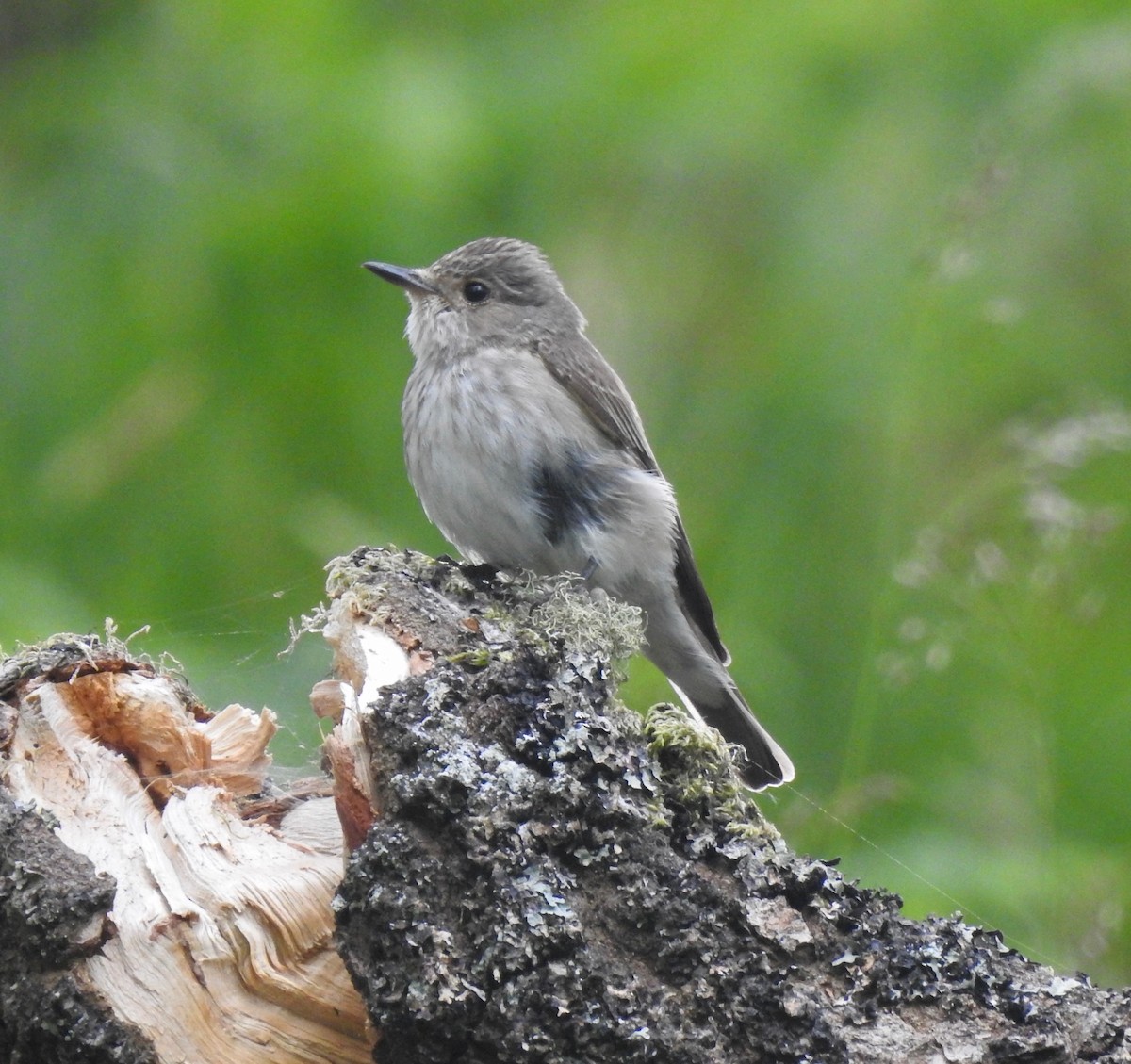 Spotted Flycatcher - ML464199801