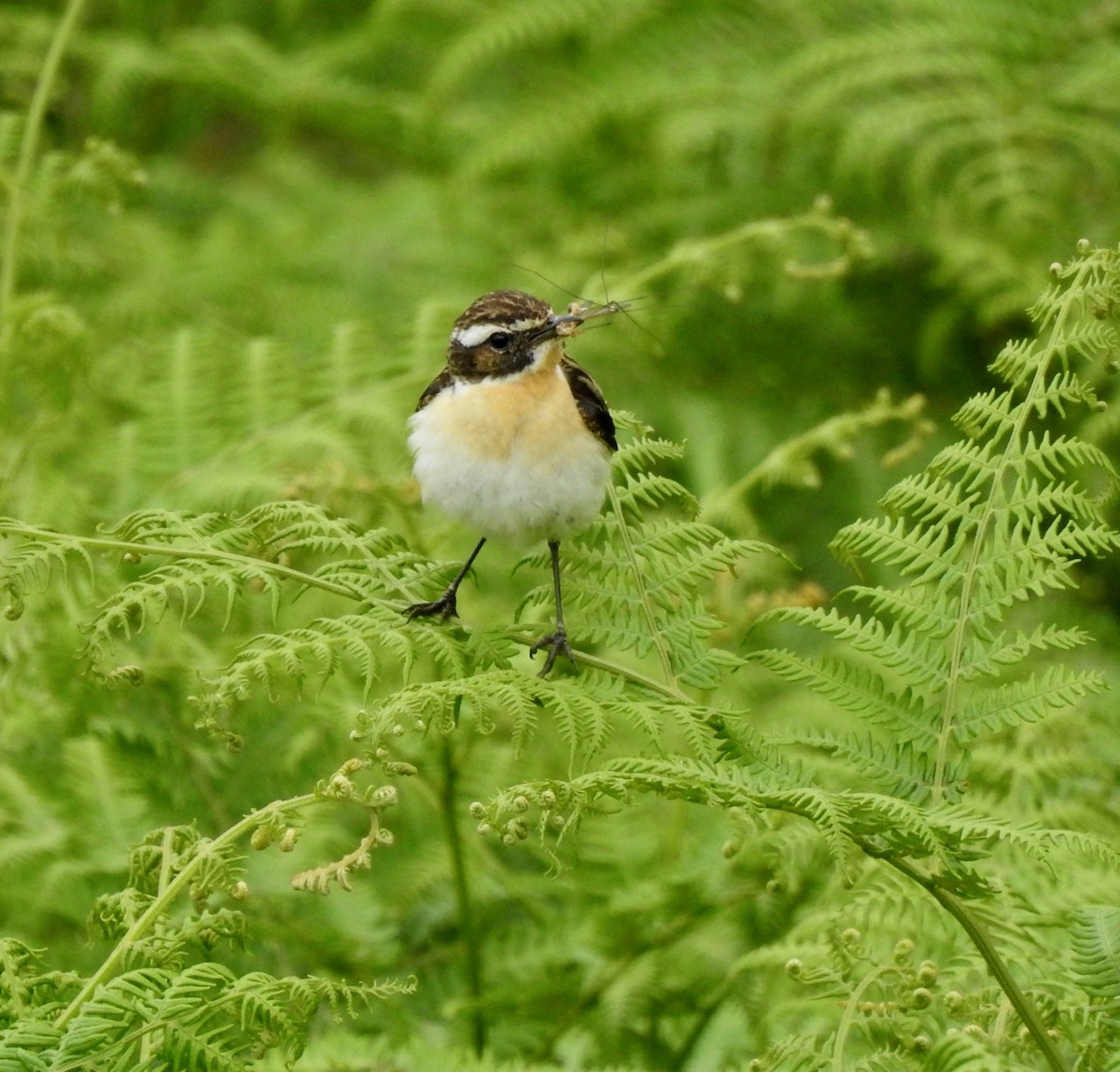 Whinchat - ML464199861