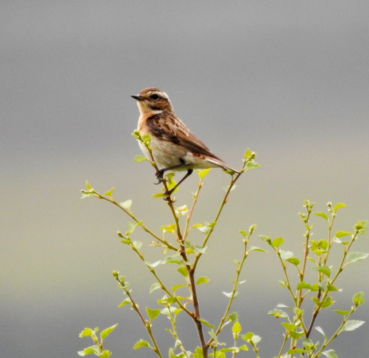 Whinchat - ML464199901