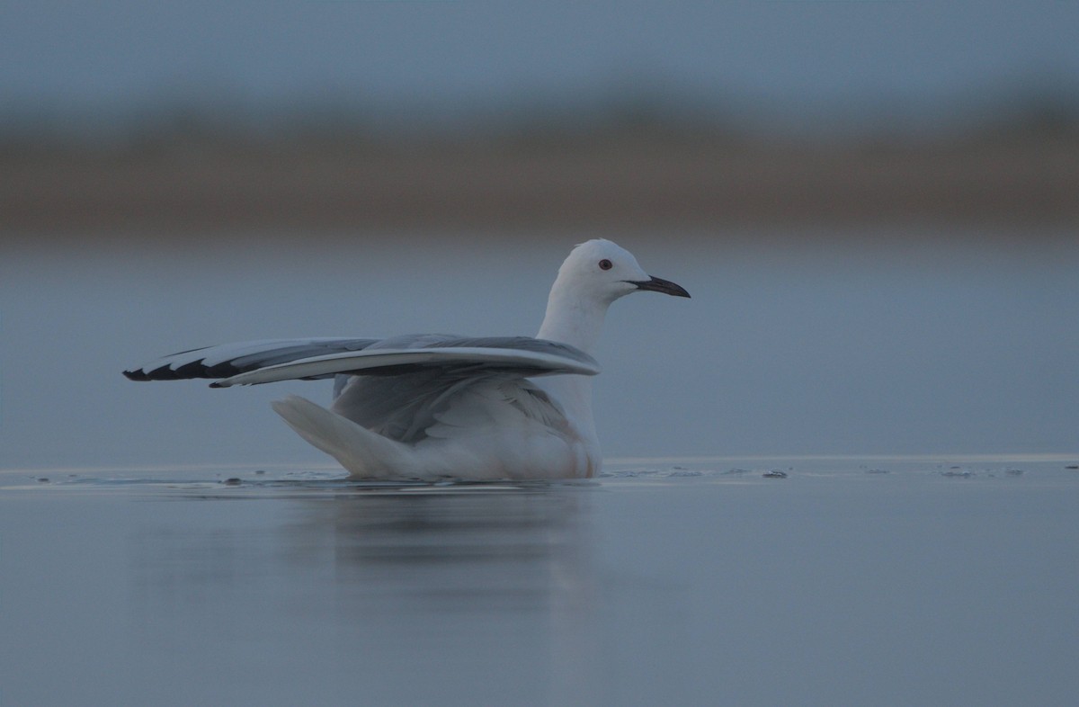 Slender-billed Gull - ML464199961