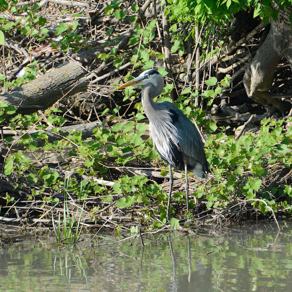 Great Blue Heron - ML464202621