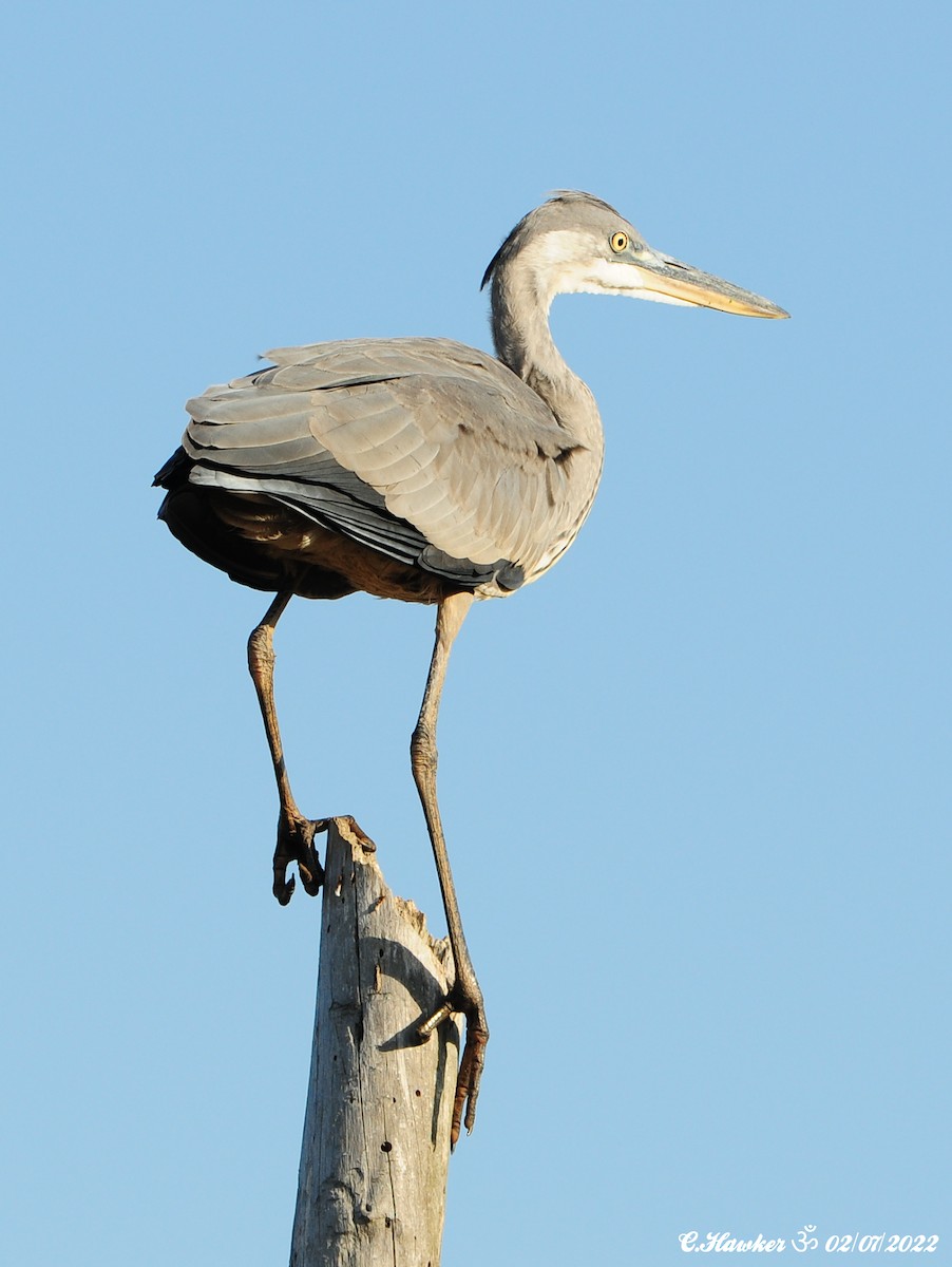 Gray Heron - ML464202781