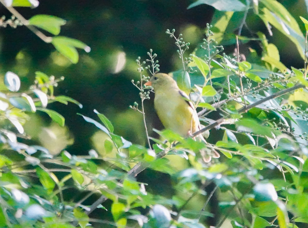 American Goldfinch - ML464203601