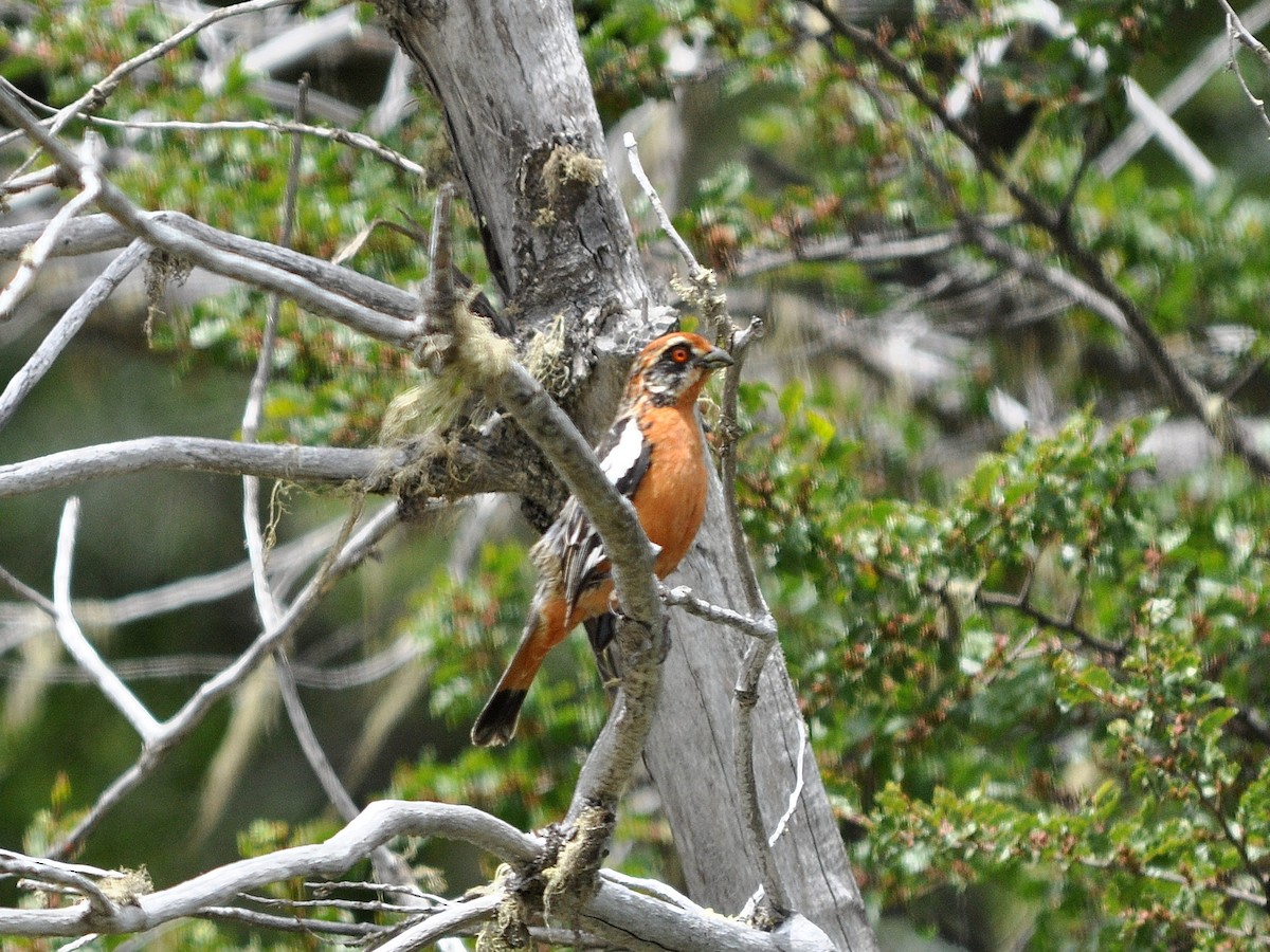 Rufous-tailed Plantcutter - Fermin Zorrilla