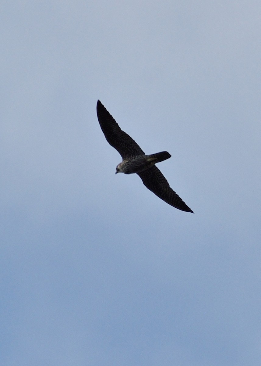 Peregrine Falcon - ML46420541