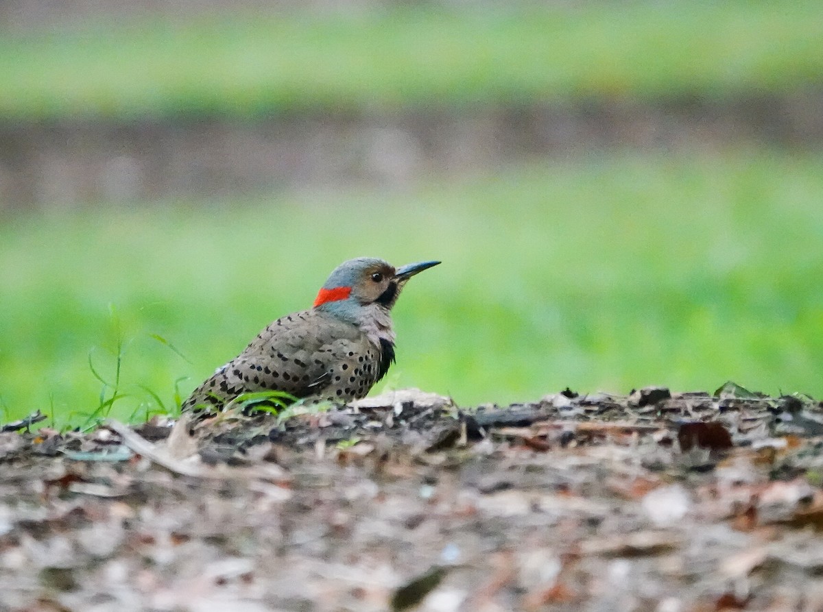 Northern Flicker - ML464205681