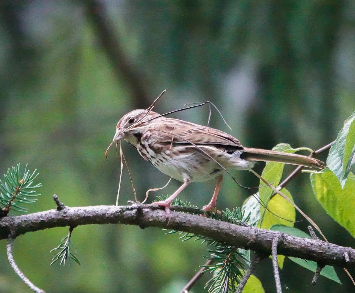 Song Sparrow - ML464205721