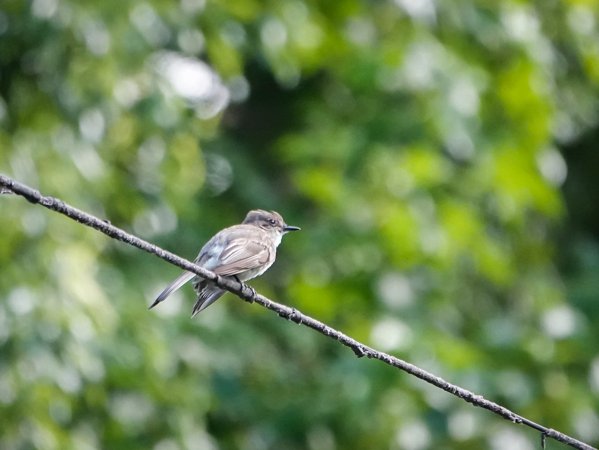 Eastern Phoebe - Dave Hart