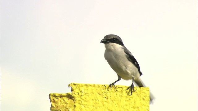 Loggerhead Shrike - ML464207