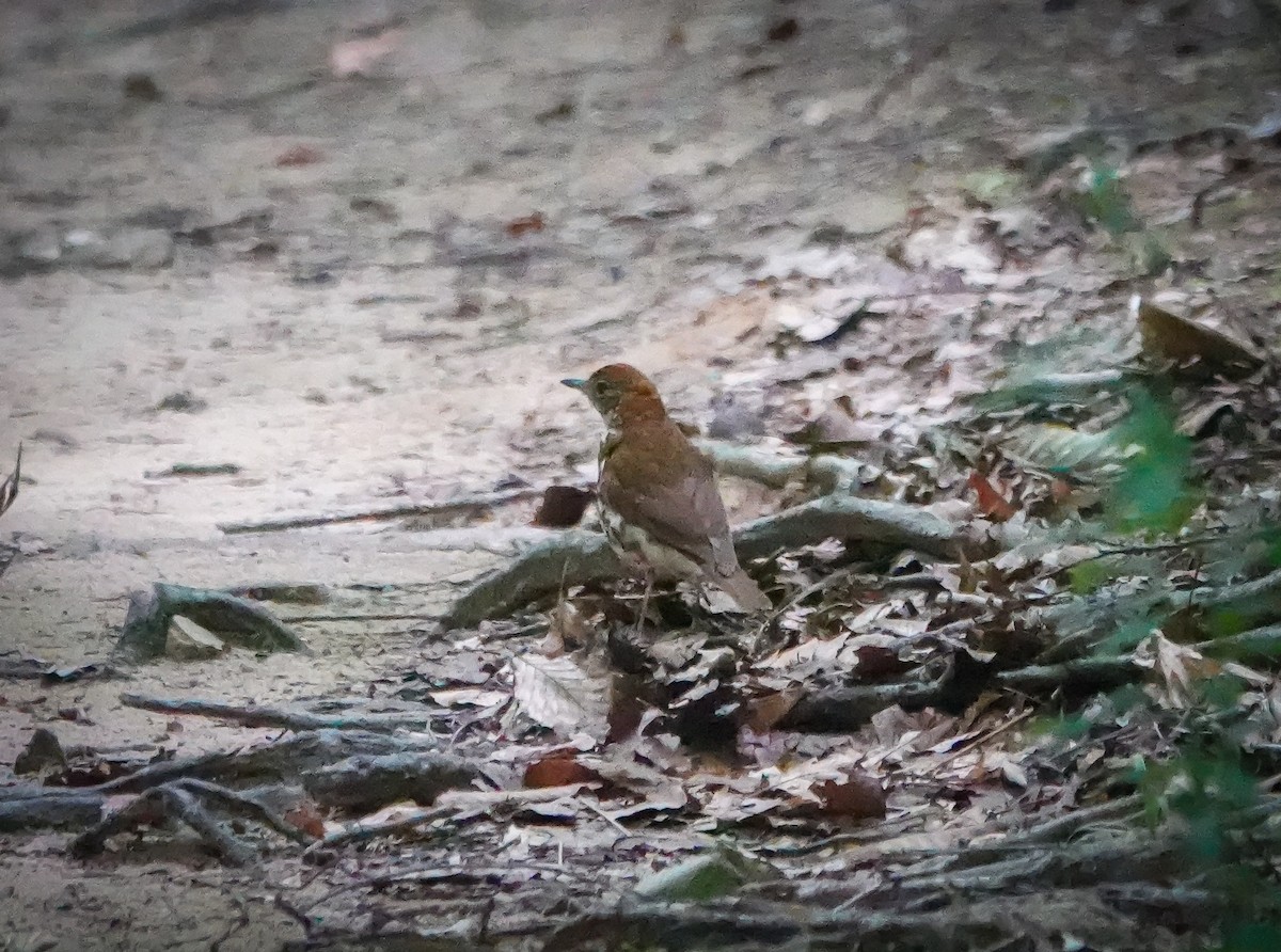 Wood Thrush - ML464207561