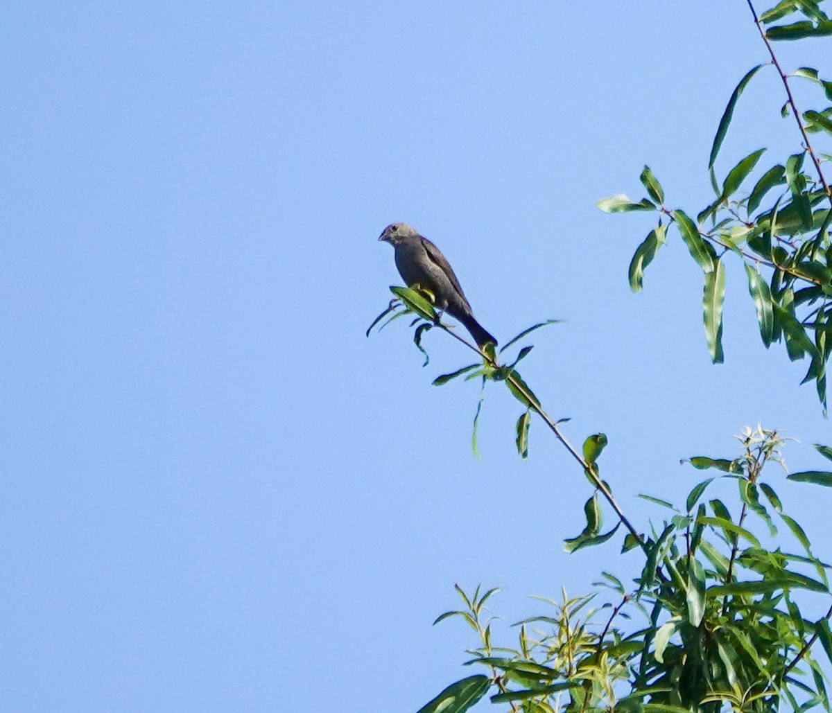 Brown-headed Cowbird - ML464207601