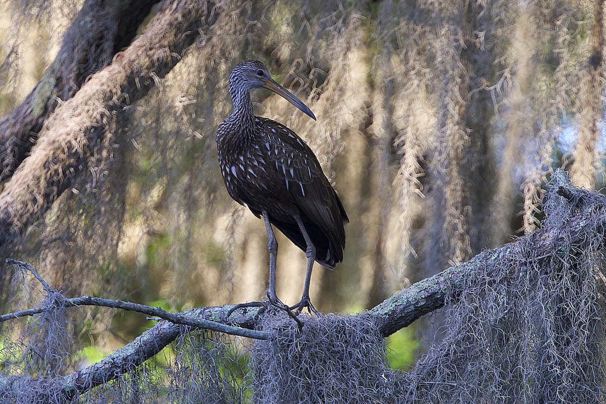 Limpkin - dana nelson