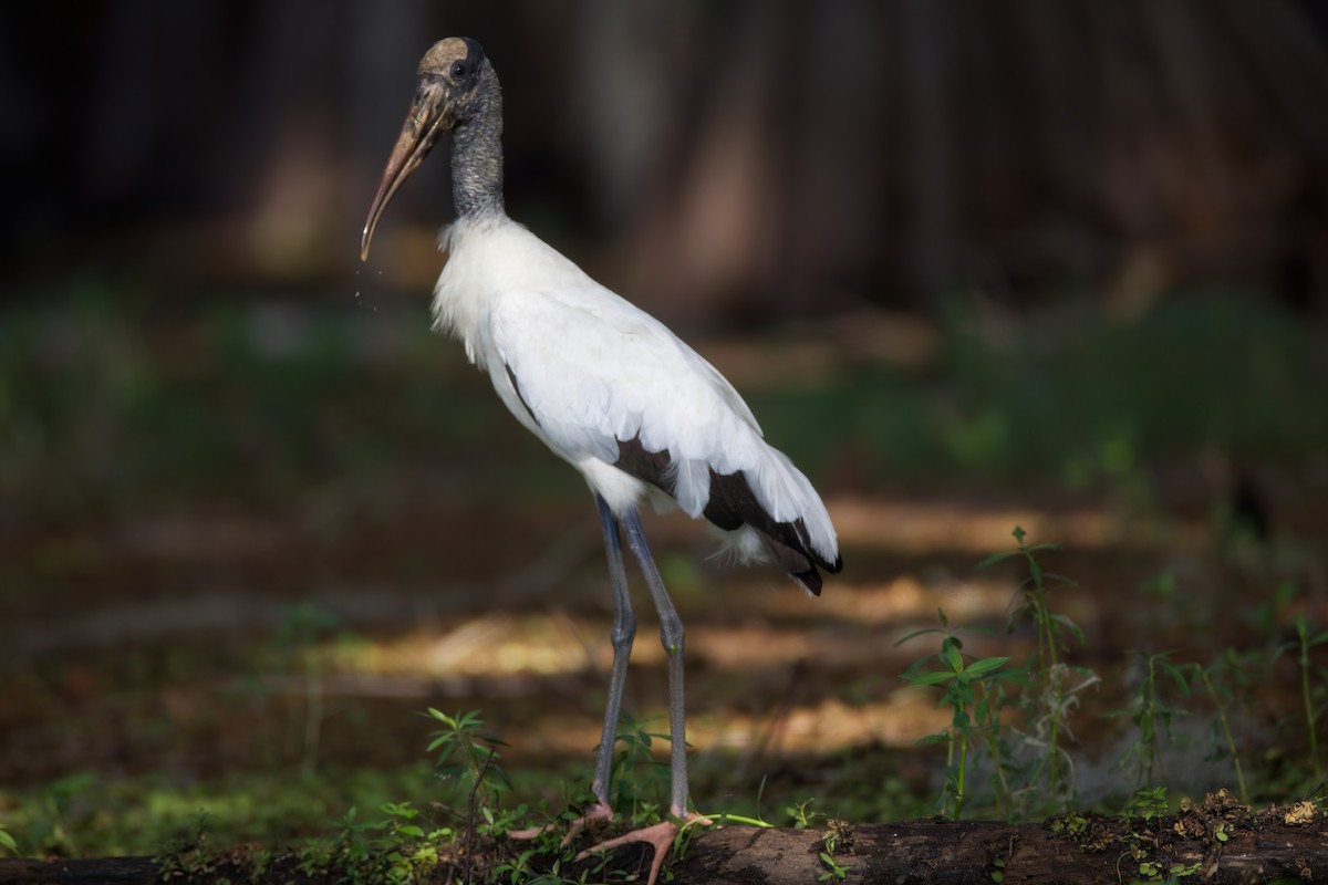 Wood Stork - dana nelson