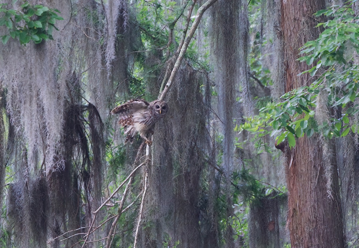 Barred Owl - dana nelson