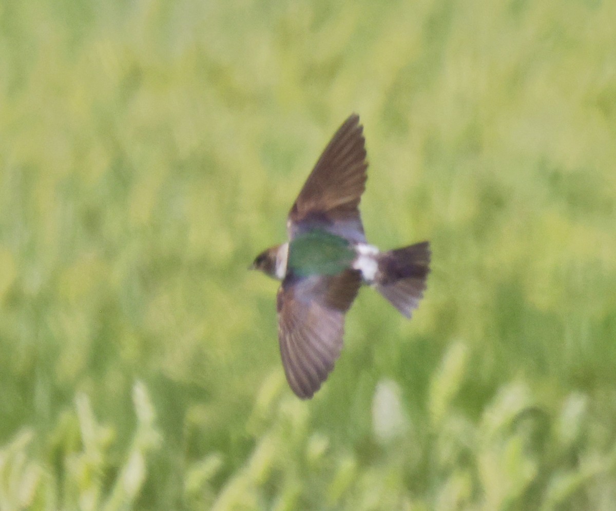 Violet-green Swallow - ML464213241