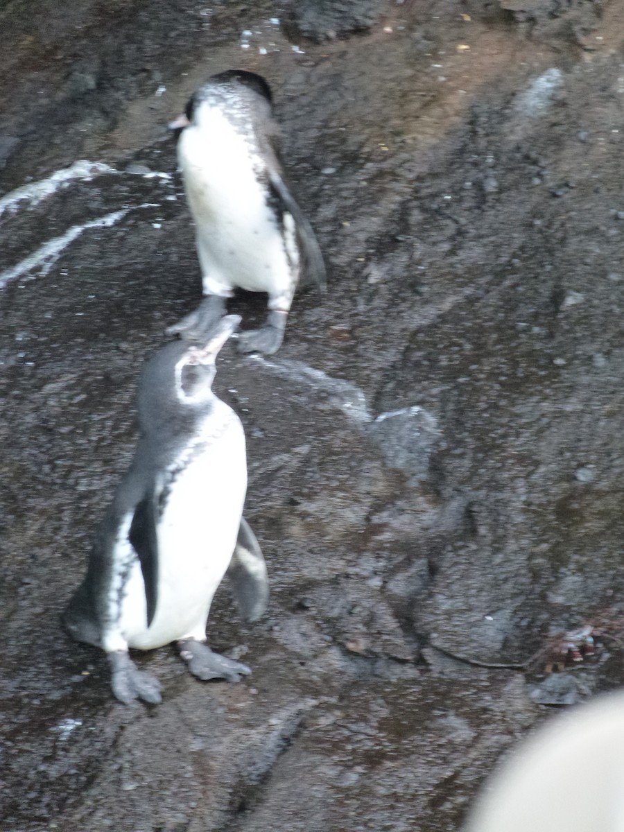 Galapagos Penguin - ML464213681