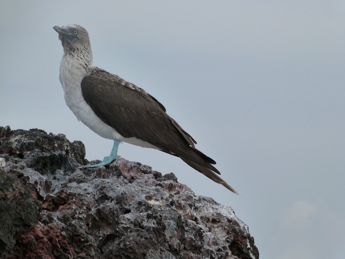 Blue-footed Booby - ML464213981