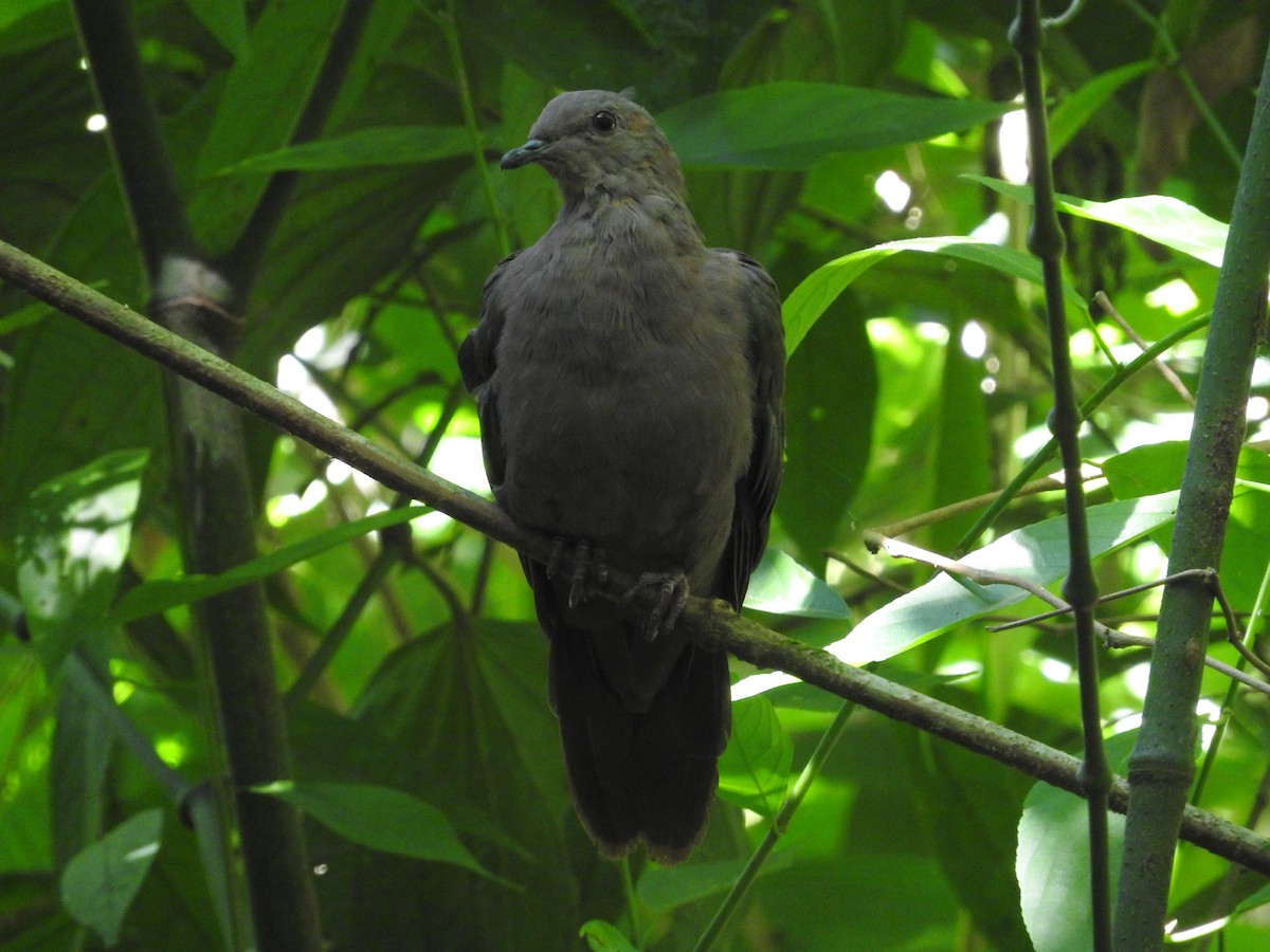 Short-billed Pigeon - Jose Bolaños