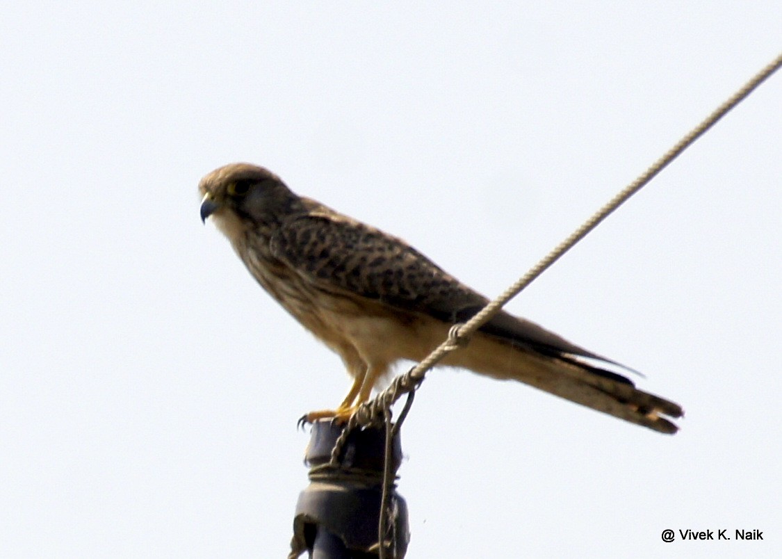 Eurasian Kestrel - ML46421481