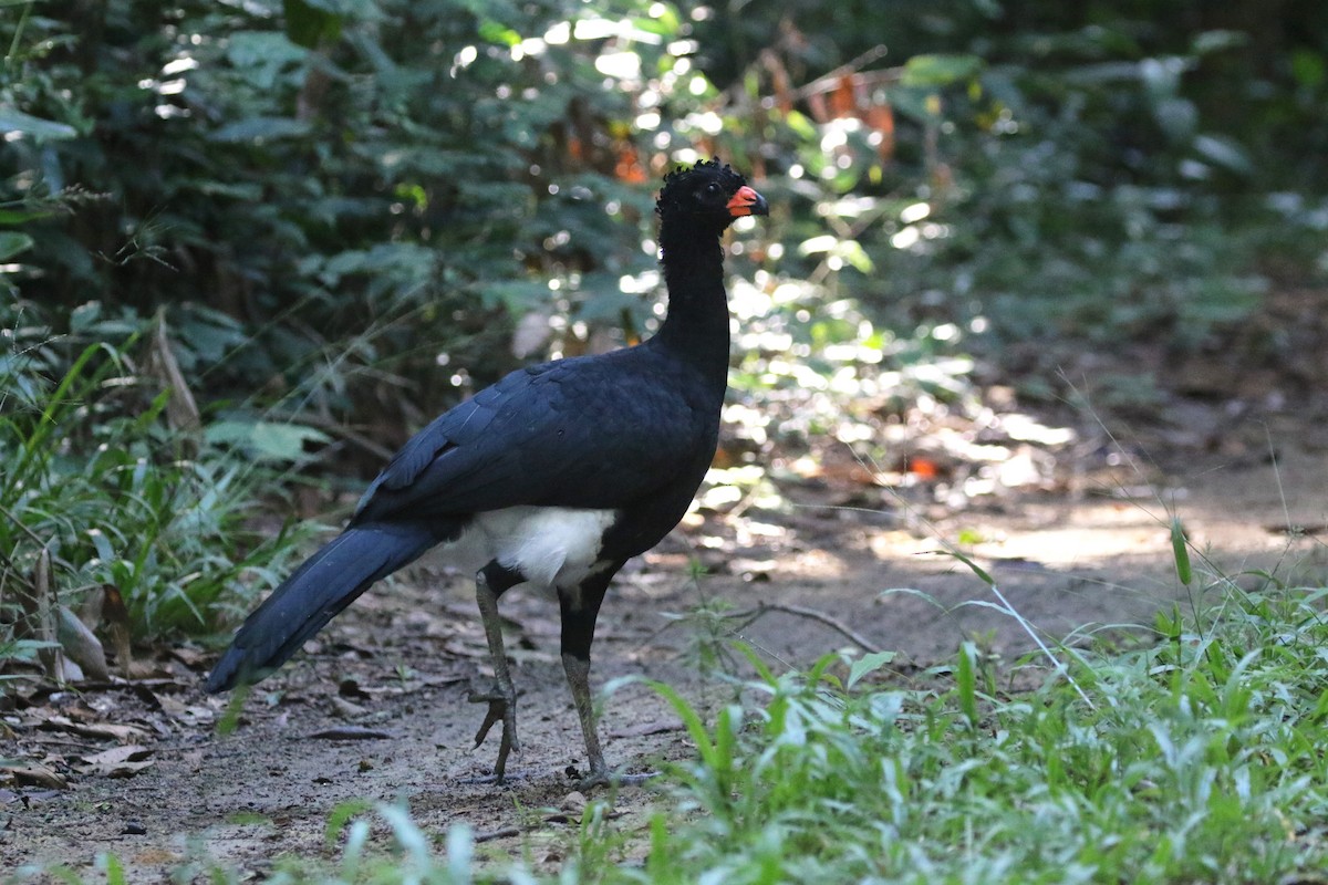 Red-billed Curassow - Daniel Branch