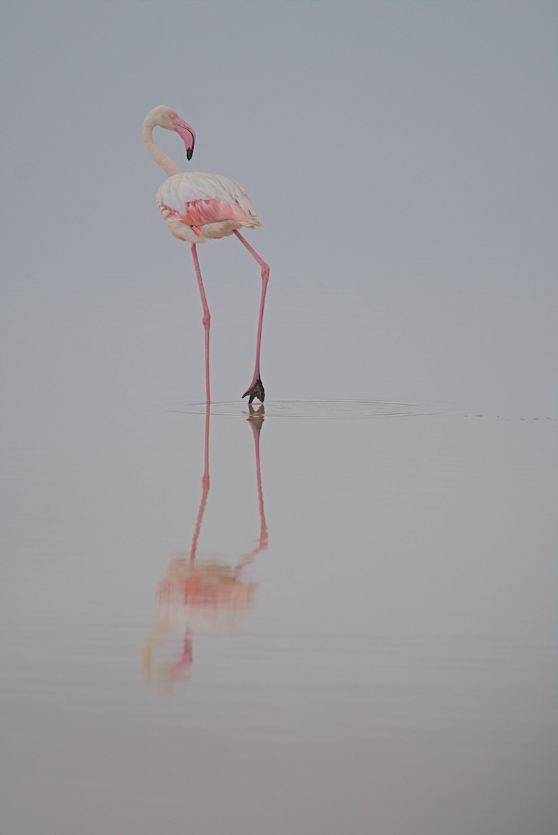 Greater Flamingo - ML464218971