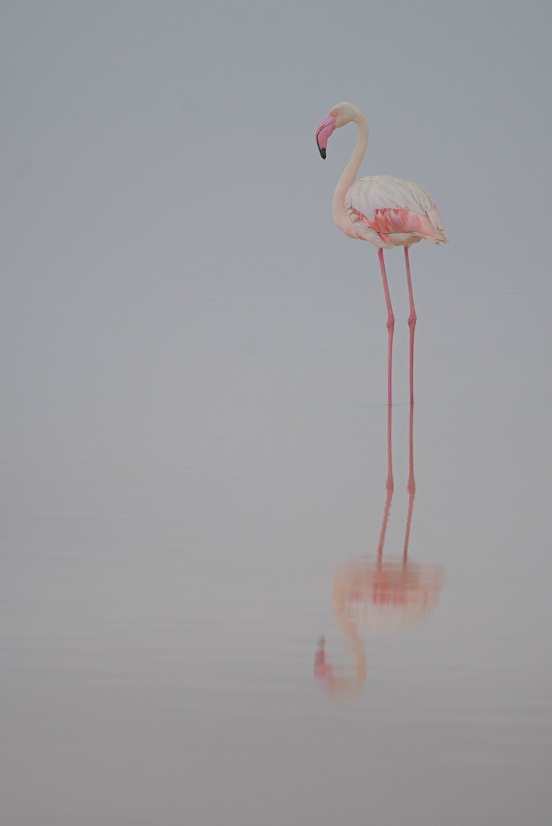 Greater Flamingo - Marcel Gil Velasco