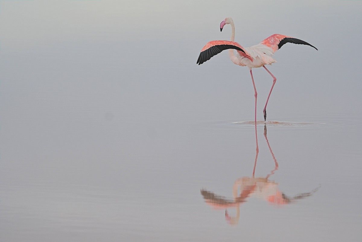Greater Flamingo - ML464219001