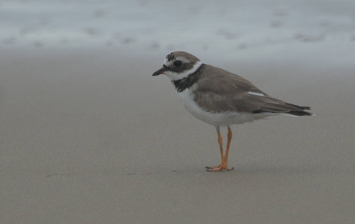 Common Ringed Plover - ML464219231