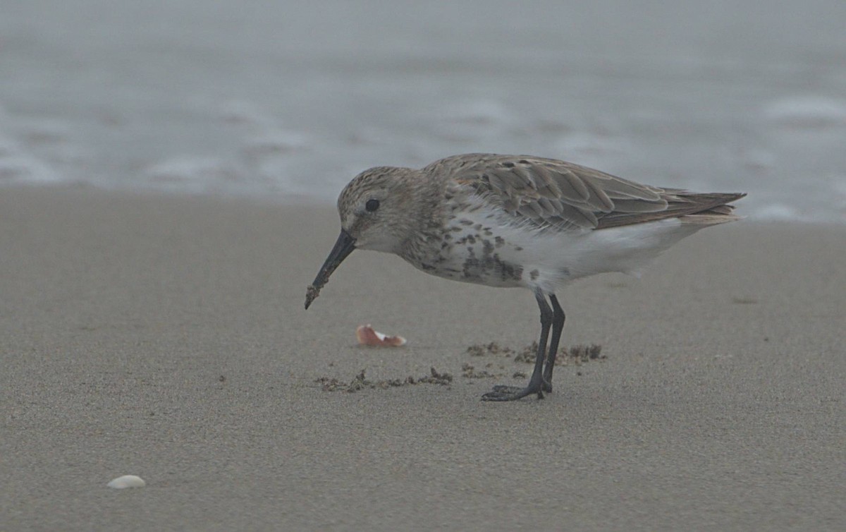 Dunlin - ML464219491