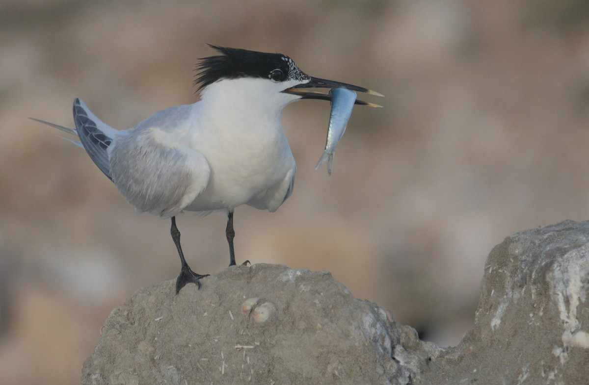 Sandwich Tern - ML464220301