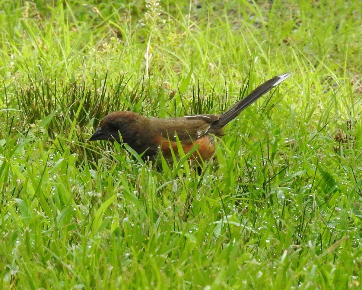 Eastern Towhee - Fred Shaffer