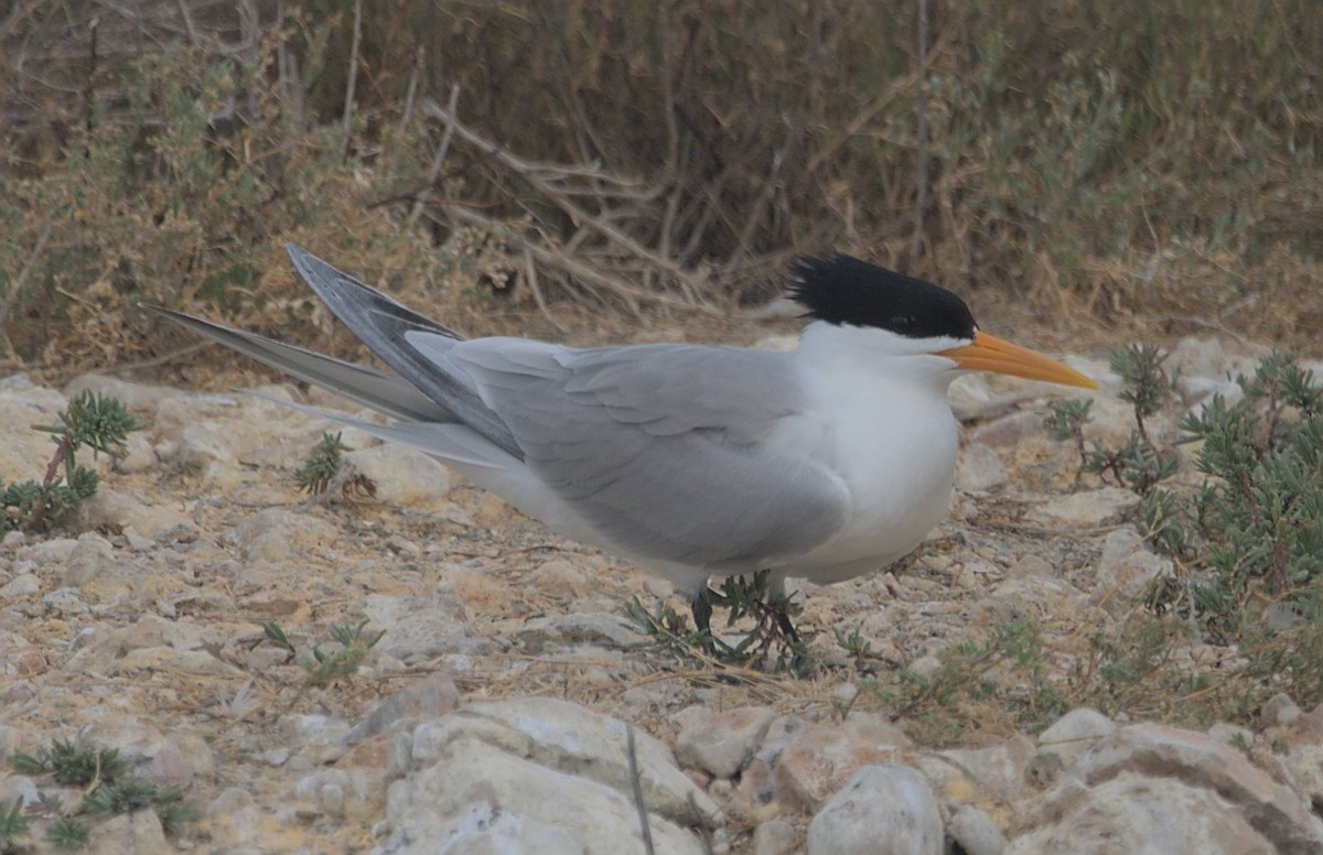 Lesser Crested Tern - ML464222401