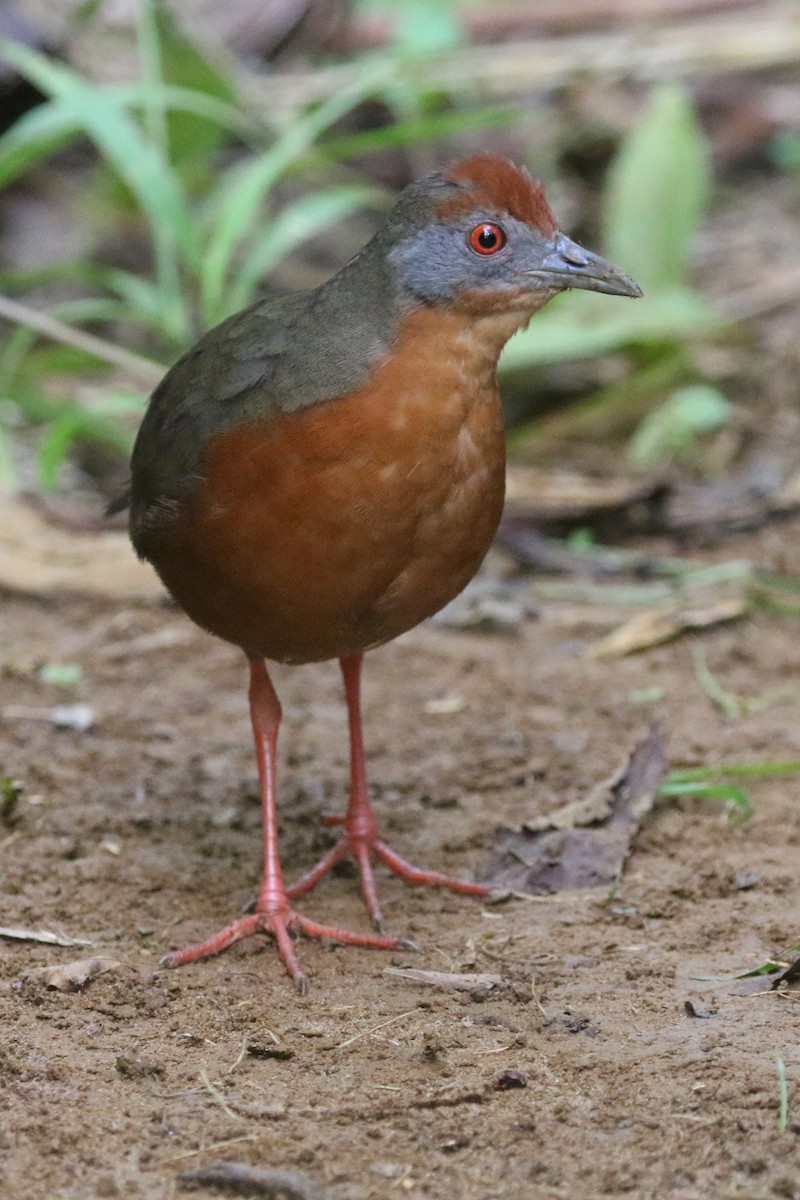 Russet-crowned Crake - ML464222751