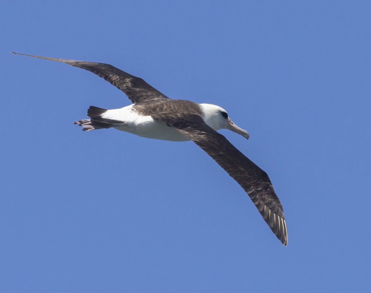 Laysan Albatross - Terry Sohl