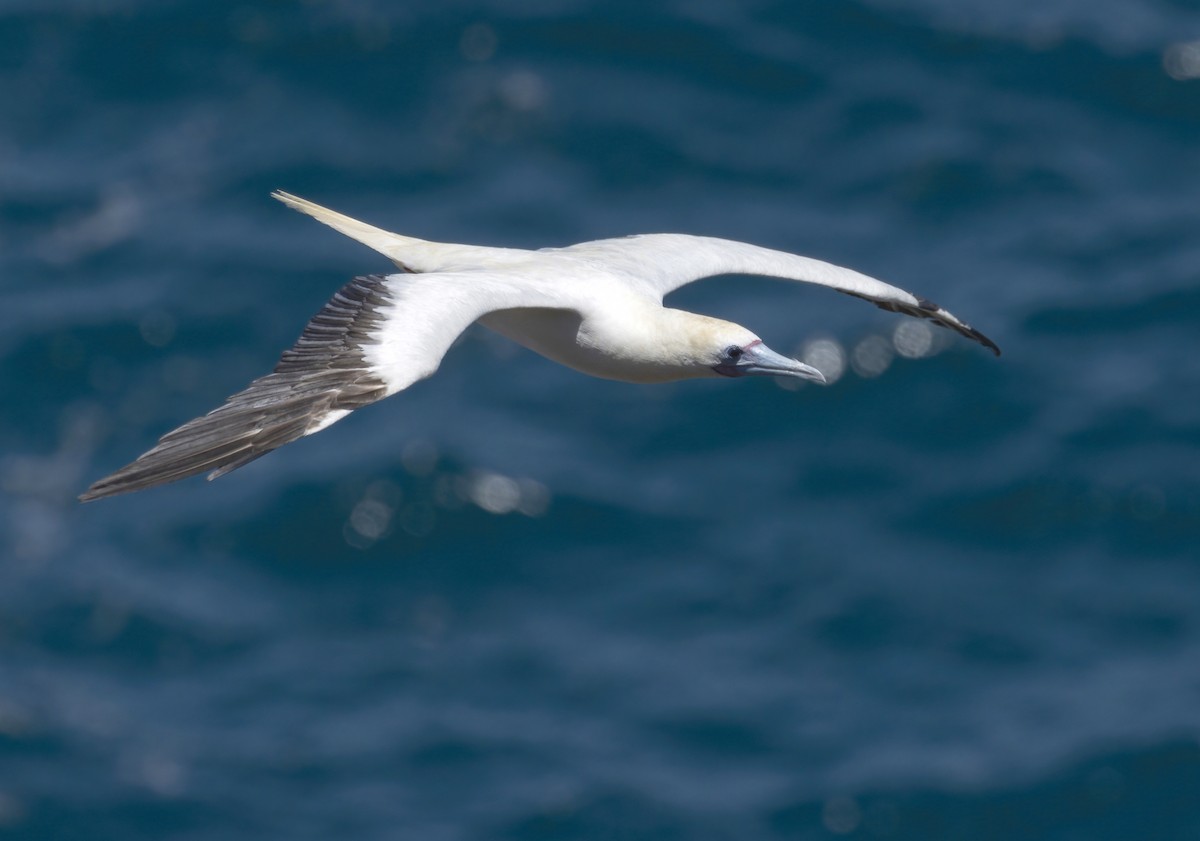 Red-footed Booby - ML464224801