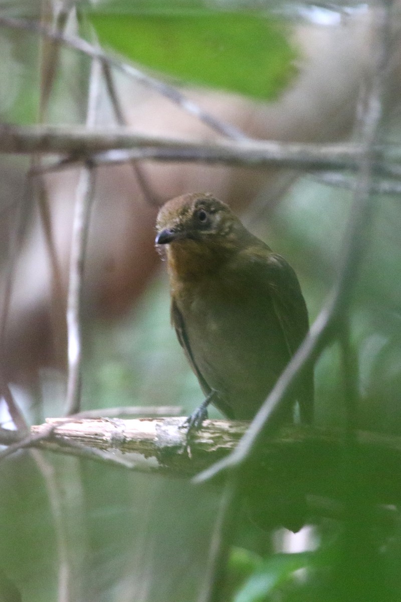 Brown-winged Schiffornis (Brown-winged) - Daniel Branch