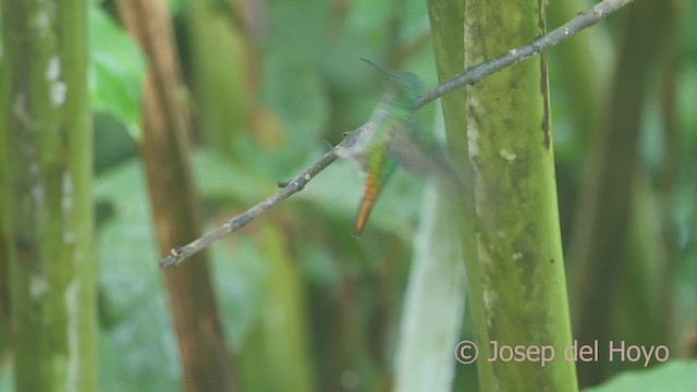 gyllenhalekolibri - ML464227751